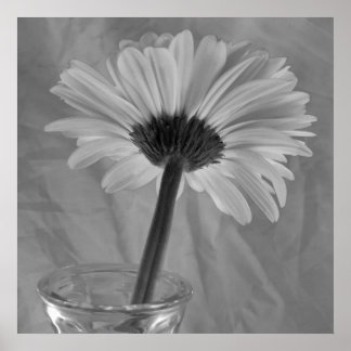 Póster Daisy negro y blanco