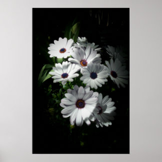 Póster Daisy poster