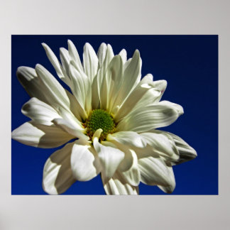 Póster Daisy Poster