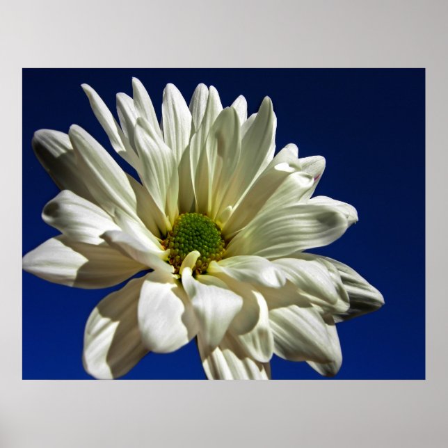 Póster Daisy Poster (Frente)