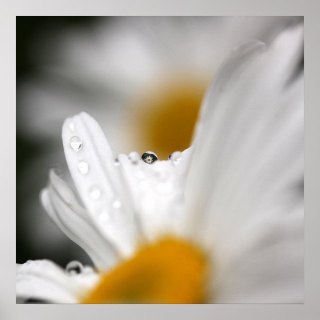 Póster Daisy Poster (Frente)