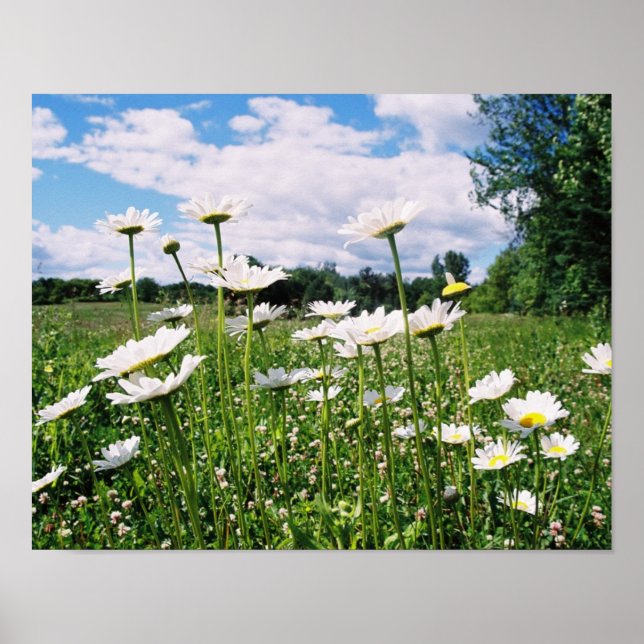 Póster Daisy Sky (Frente)