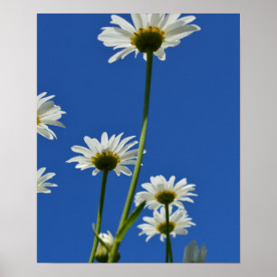Póster Daisy Stems Blue Sky Photo