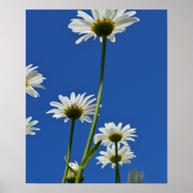 Póster Daisy Stems Blue Sky Photo (Frente)