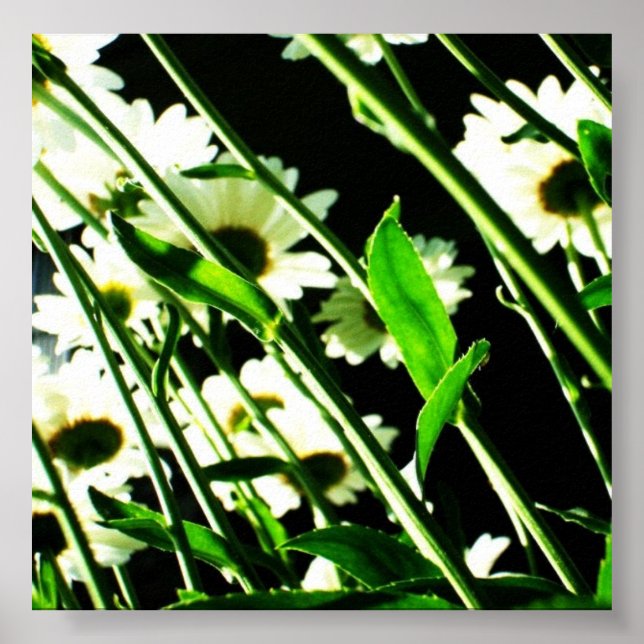 Póster Daisy Stems Poster (Frente)