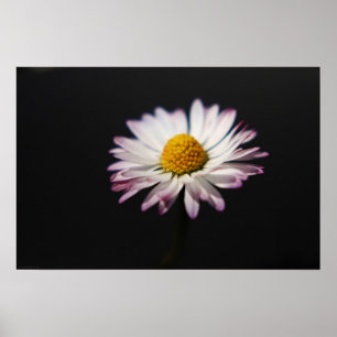 Póster Daisy wapcna