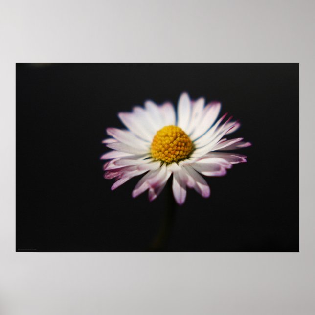 Póster Daisy wapcna (Frente)