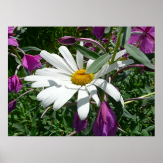 Póster Daisy y Fireweed