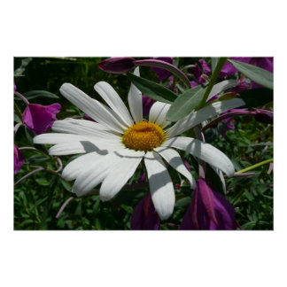 Póster Daisy y Fireweed Wildflower