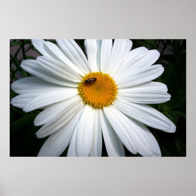 Póster Daisy y La Abeja (Frente)
