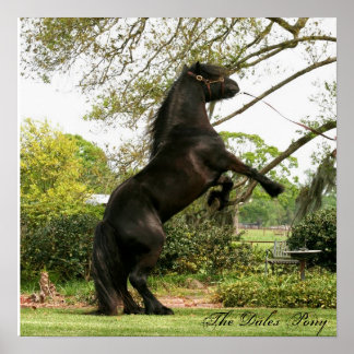 Póster Dales Pony Poster