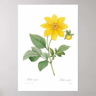 Póster Dalia