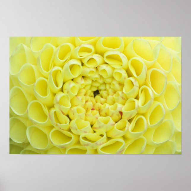 Póster Dalia (Frente)