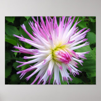 Póster Dalia rosa blanca - Poster