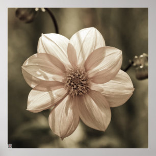 Póster Dalia Soleada