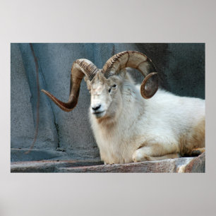 Póster Dall Sheep Poster