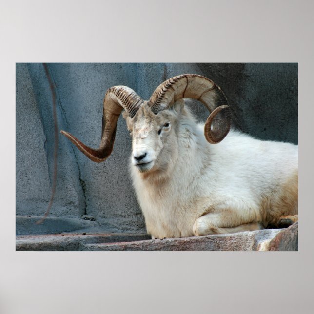 Póster Dall Sheep Poster (Frente)