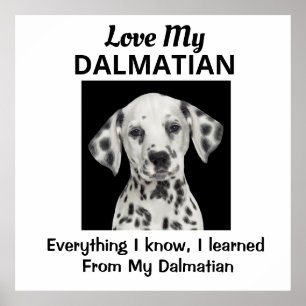 Póster Dalmatian Custom Poster