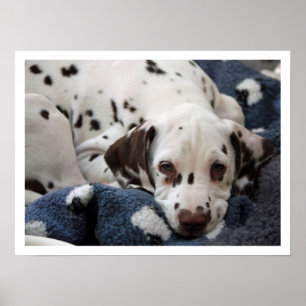 Póster Dalmatian Puppy