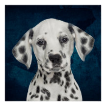 Dalmatiano