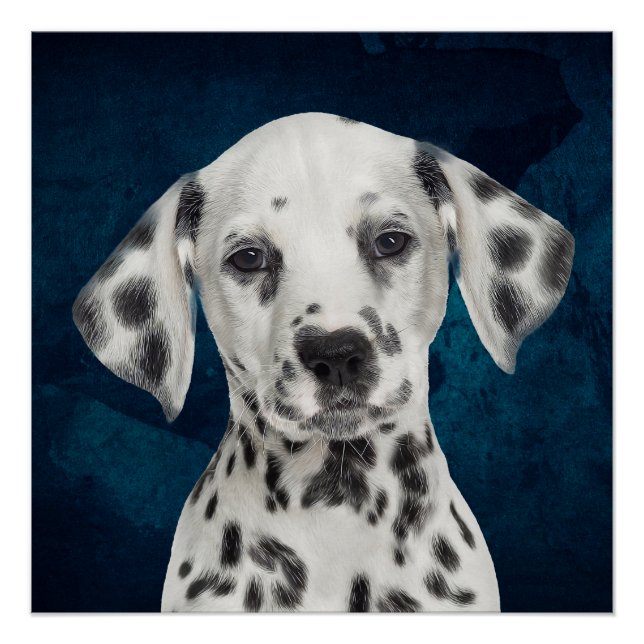 Póster Dalmatiano (Anverso)