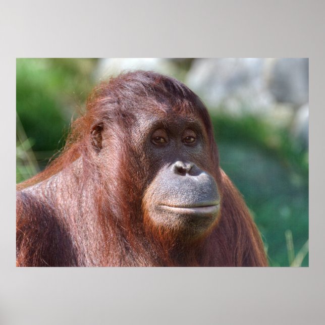 Póster Dama de Orangutan (Frente)