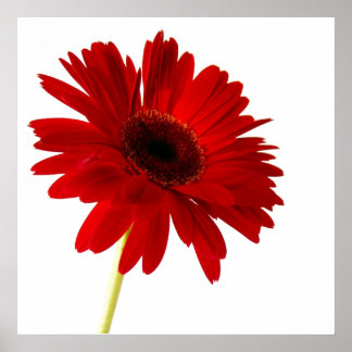 Póster dama de rojo