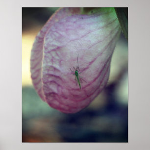 Póster Dama Rosa Slipper Con Un Insecto Verde Visitante