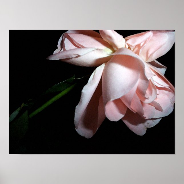 Póster Dancing Rose 16x12 (Frente)