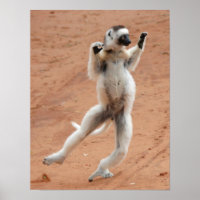 Dancing Sifaka Lemur