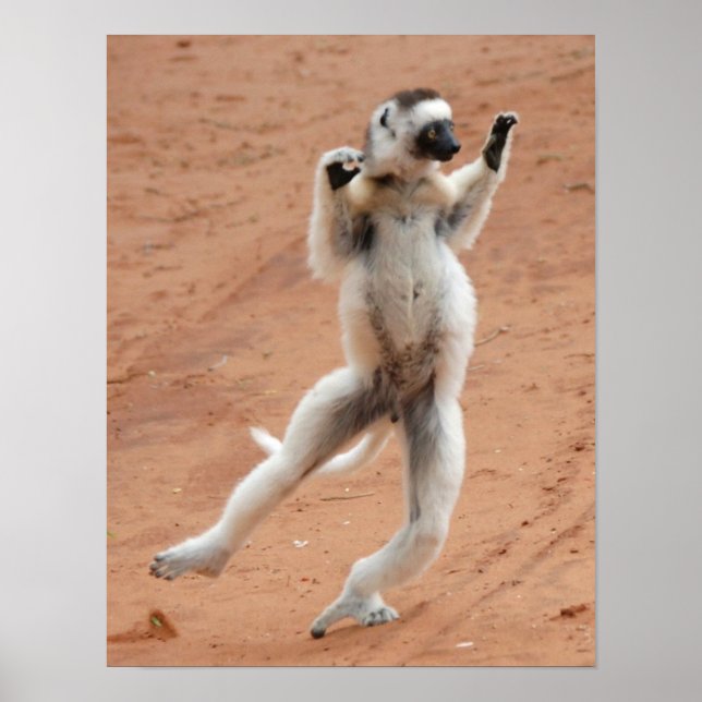 Póster Dancing Sifaka Lemur (Frente)