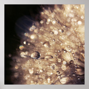 Póster Dandalion Seeds with Drops in Golden Light