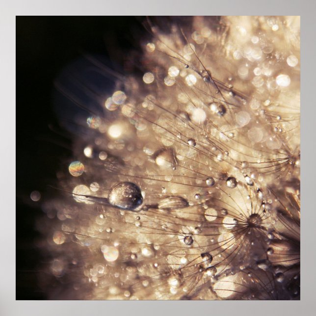 Póster Dandalion Seeds with Drops in Golden Light (Frente)