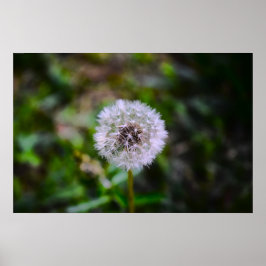 Póster Dandelion,