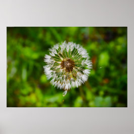 Póster Dandelion,