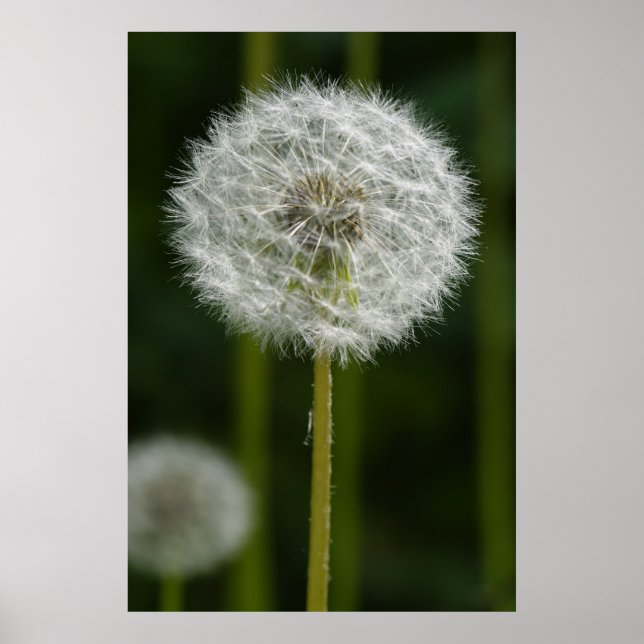Póster Dandelion (Frente)