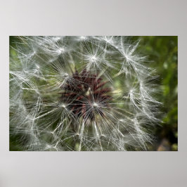 Póster Dandelion