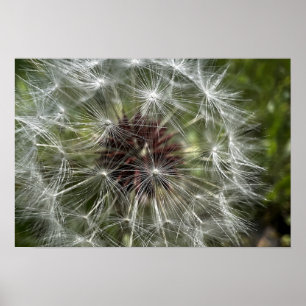Póster Dandelion