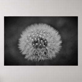Póster Dandelion,