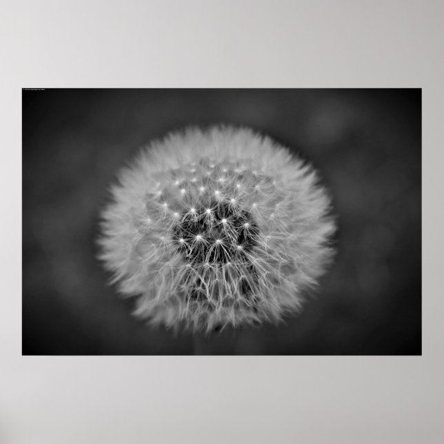 Póster Dandelion, (Frente)