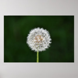 Póster Dandelion,