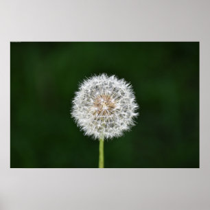 Póster Dandelion,