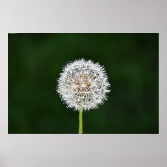 Póster Dandelion, (Frente)