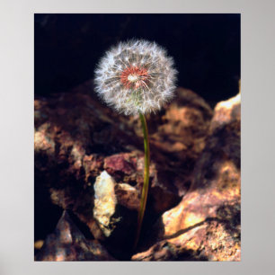 Póster Dandelion