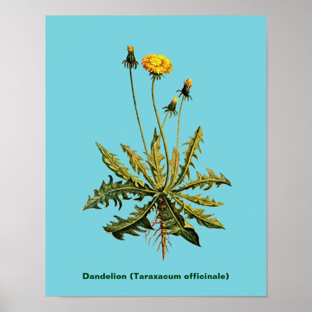 Póster Dandelion (Frente)