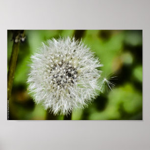 Póster Dandelion,