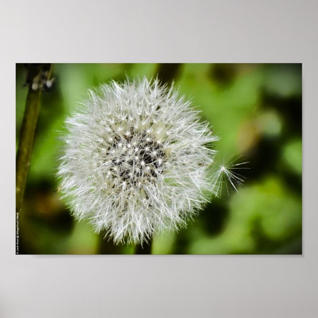 Póster Dandelion, (Frente)