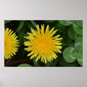 Póster Dandelion,