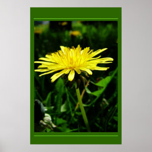 Póster Dandelion