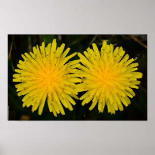Póster Dandelion,